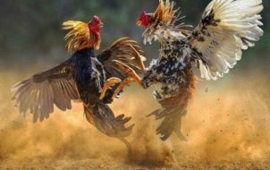 đá gà trực tuyến