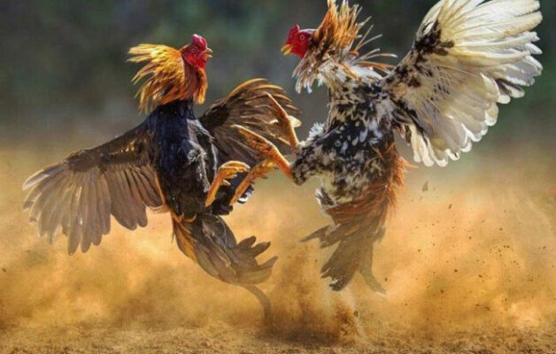 Yo88 – Cổng Game Đổi Thưởng Uy Tín, Đăng Ký Nhận 88k